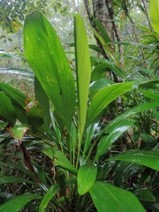 Cucullarion parkini