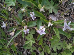 Viola prionantha