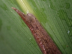 Cucullarion parkini