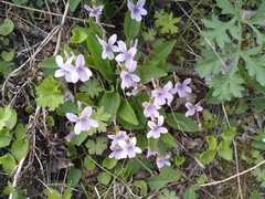 Viola prionantha