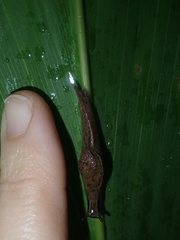 Cucullarion parkini