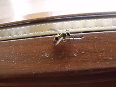 Ancistrocerus auctus