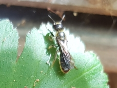 Chelostoma florisomne