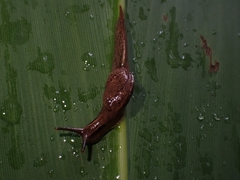 Cucullarion parkini
