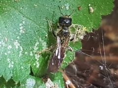 Chelostoma florisomne