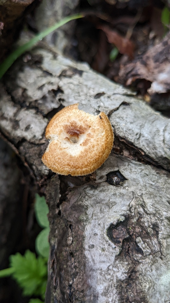 Lentinus arcularius · May 2022 · photo: © atsushi_nakajima_cirque (iNaturalist, cc-by)