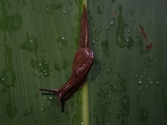 Cucullarion parkini