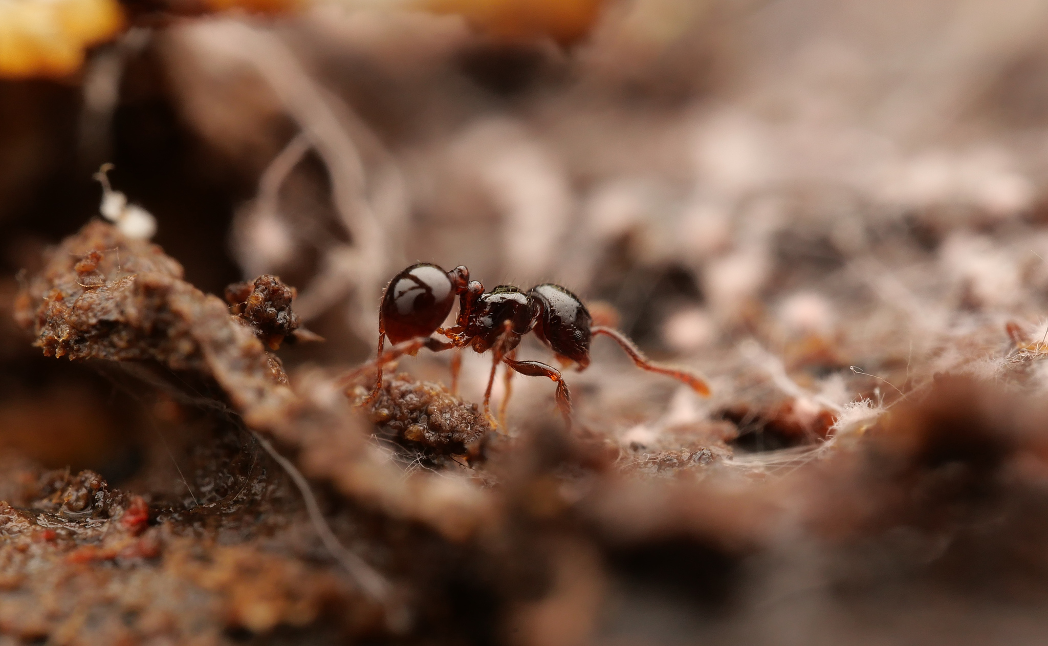 Pristomyrmex levigatus
