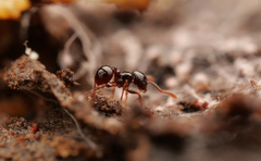 Pristomyrmex