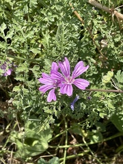Malva sylvestris