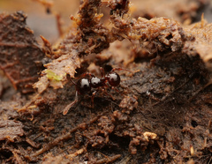 Pristomyrmex