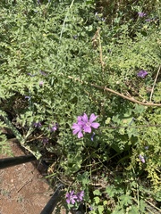 Malva sylvestris
