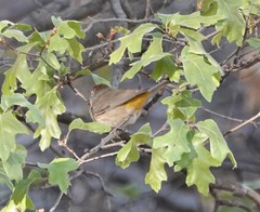 Leiothlypis crissalis