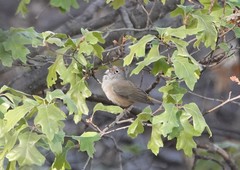 Leiothlypis crissalis