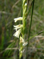 Spiranthes aestivalis