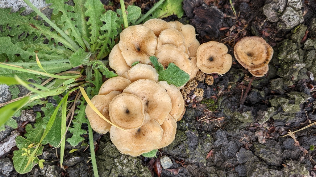Lentinus arcularius · May 2022 · photo: © atsushi_nakajima_cirque (iNaturalist, cc-by)