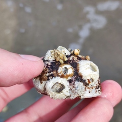 Cryptonatica janthostoma