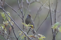 Leiothlypis crissalis
