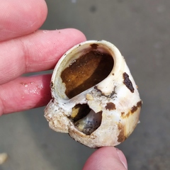 Cryptonatica janthostoma