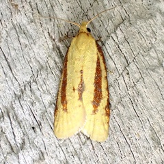 Sparganothis bistriata