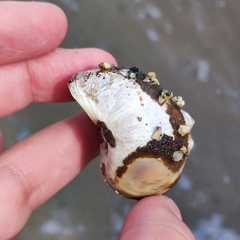 Cryptonatica janthostoma