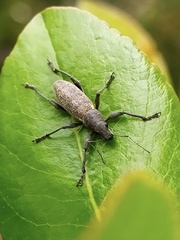 Brachyderes lusitanicus