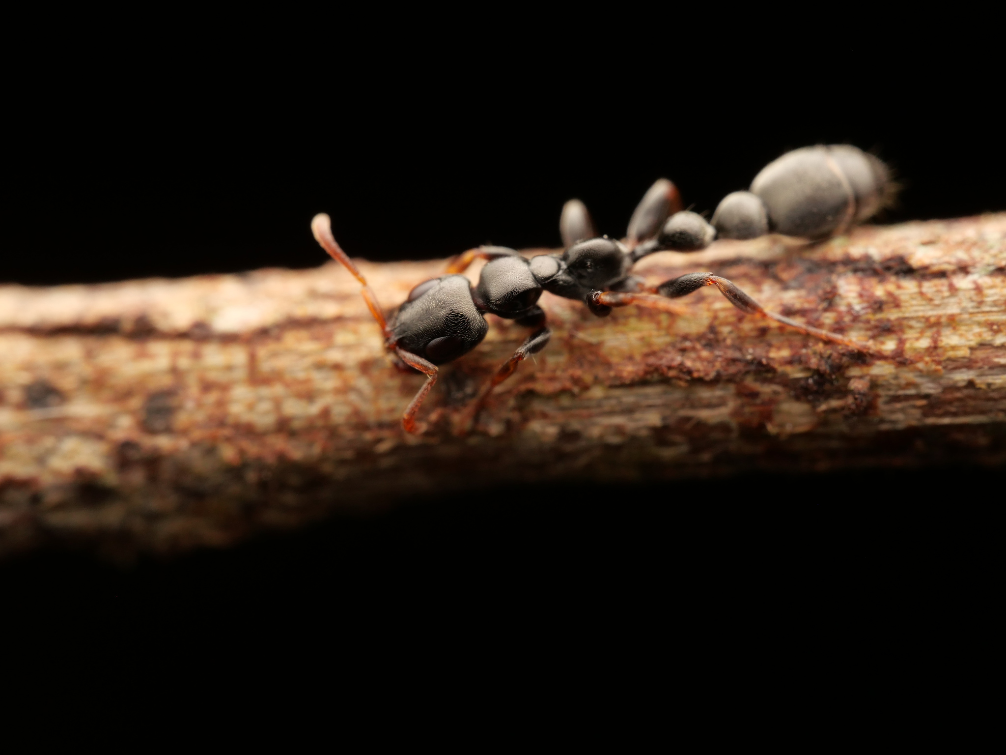 Tetraponera laeviceps