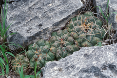 Thelocactus hexaedrophorus