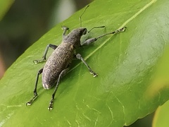 Brachyderes lusitanicus