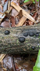 Annulohypoxylon truncatum