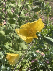 Glaucium flavum