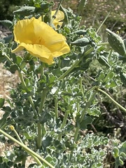 Glaucium flavum