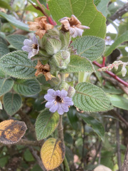 Strobilanthes wightiana