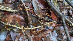 Cryptomarasmius aucubae