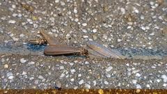 Odontotermes formosanus