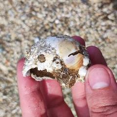 Cryptonatica janthostoma