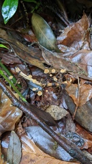 Cryptomarasmius aucubae