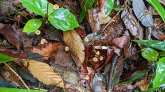 Cryptomarasmius aucubae