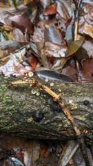 Cryptomarasmius aucubae