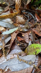 Cryptomarasmius aucubae