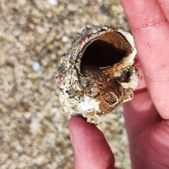 Cryptonatica janthostoma