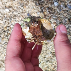 Cryptonatica janthostoma