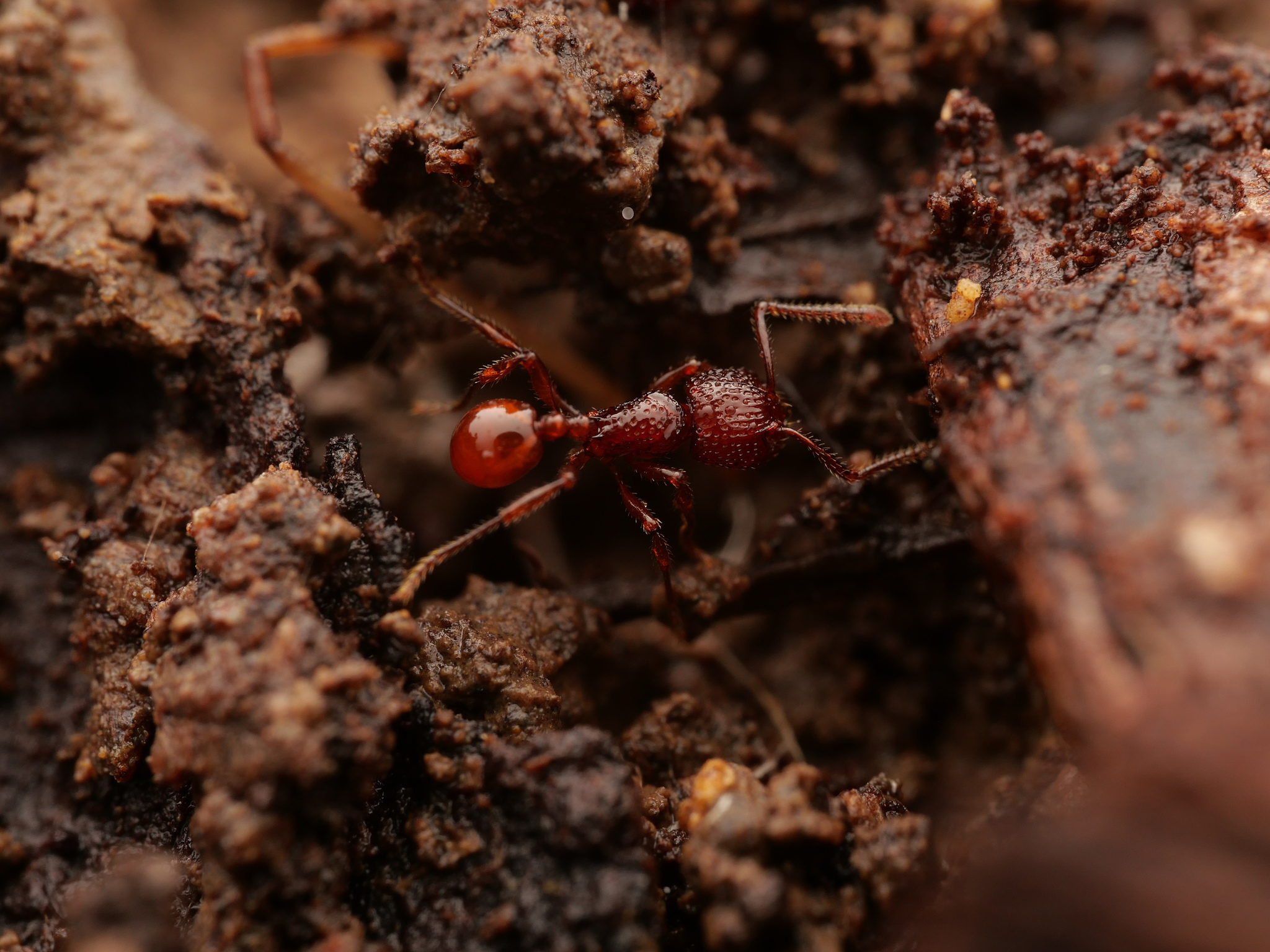 Pristomyrmex picteti