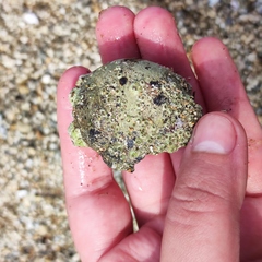 Cryptonatica janthostoma