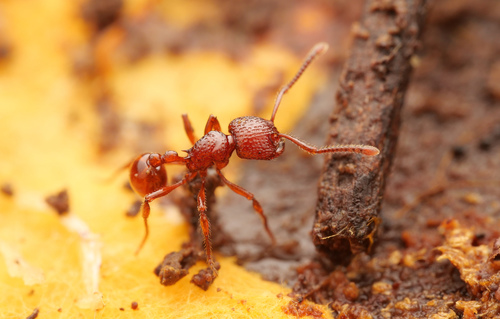 Pristomyrmex pictetiPristomyrmex picteti