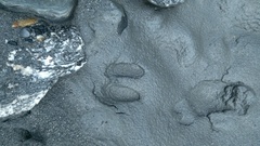 Capricornis sumatraensis thar