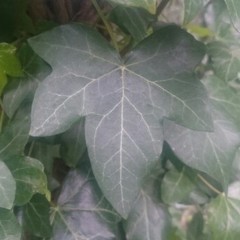 Hedera helix