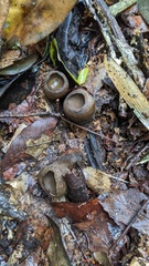 Trichaleurina tenuispora