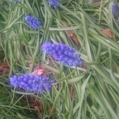 Muscari