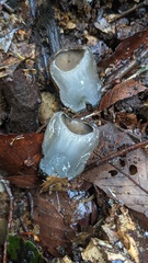 Trichaleurina tenuispora